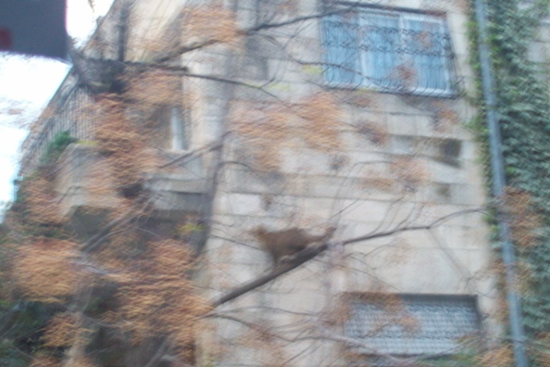 Иерусалим, 22.03.2015. В центре города

