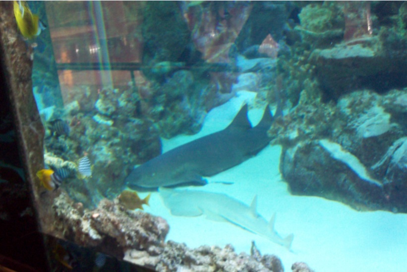 В торговом центре "Ocean Plaza", Киев, 24.10.2015
