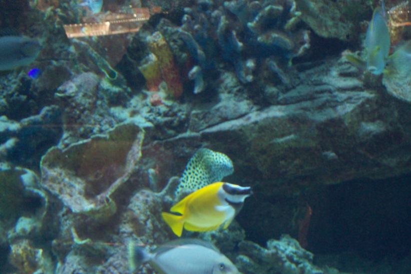 В торговом центре "Ocean Plaza", Киев, 24.10.2015
