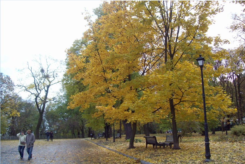 В Мариинском парке, Киев, 25.10.2015

