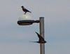 Foto_DSC_1710B.jpg